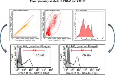 In vitro Cytokine Responses to Virulent PRRS Virus Strains